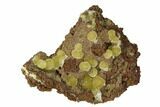 Yellow-Green Austinite Crystal Formation - Durango, Mexico #154726-1